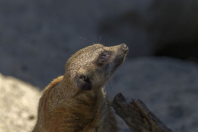 Close-up of a rabbit on rock