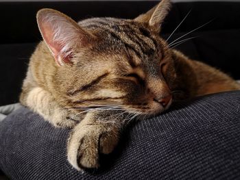 Close-up of tabby resting on sofa