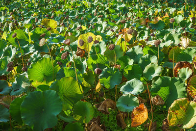 Close-up of flowering plants on field