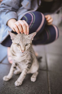 Portrait of cat sitting outdoors