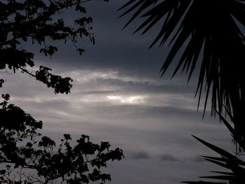 Low angle view of palm trees against cloudy sky