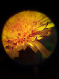 Close-up of yellow flower
