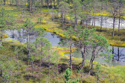 Scenic view of lake in forest