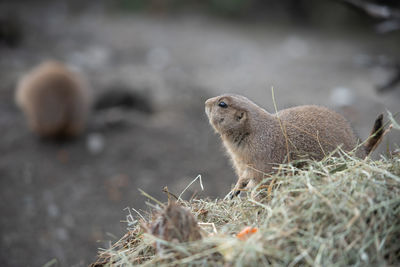 Close-up of squirrel on field