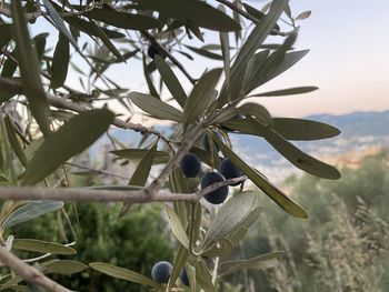 Close-up of fresh fruits on tree against sky