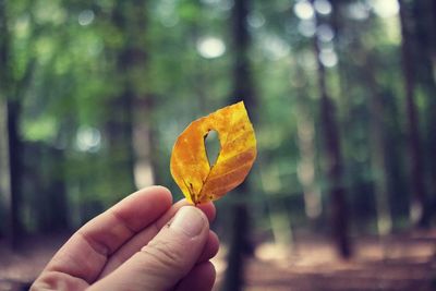 Close-up of hand holding yellow leaf