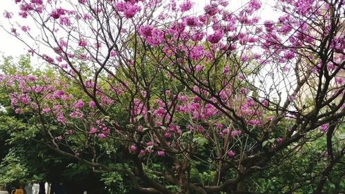 Low angle view of pink flower tree