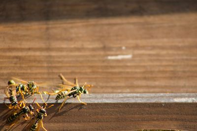 Close-up of ant on wood