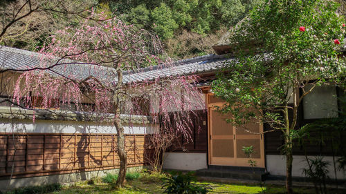 Trees and plants in yard of building