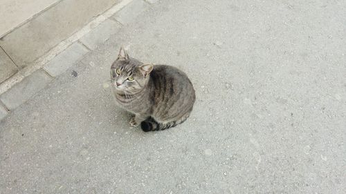 High angle view of cat sitting on footpath