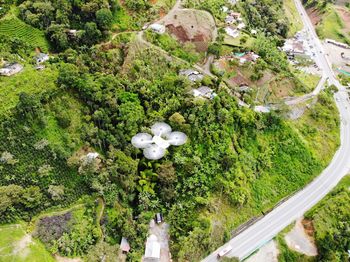 High angle view of trees in forest