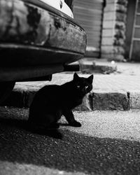 Portrait of black cat sitting in car