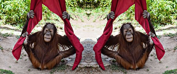 Low section of woman standing on red leaves