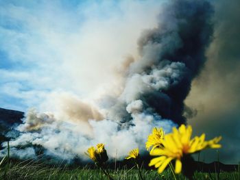 Smoke emitting from yellow flowers on field against sky