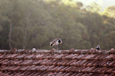 Bird perching on wood