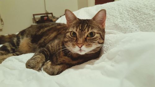 Portrait of cat relaxing on bed