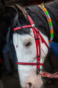 Close-up of horse outdoors
