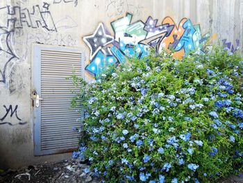 Close-up of flowers against wall