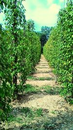 Footpath with trees in background