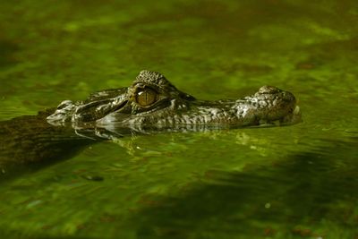 Close-up of crocodile swimming in lake