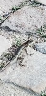 High angle view of lizard on rock