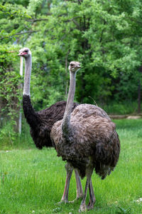 Bird standing in a field