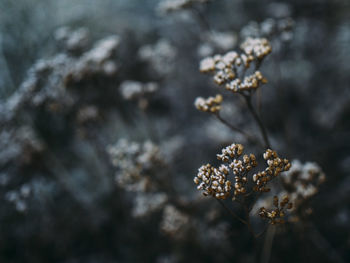 Close-up of flowers