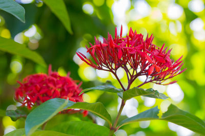 Close-up of red flowering plant