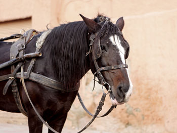 Portrait of a brown horse with cart in marrakech