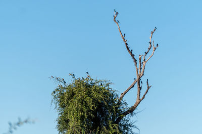 Low angle view of bird perching on tree against sky