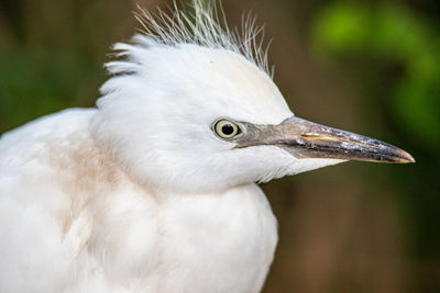 Close-up of a bird