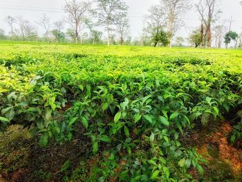 Close-up of fresh green field against sky