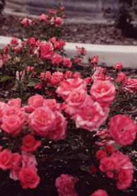 Close-up of pink flower