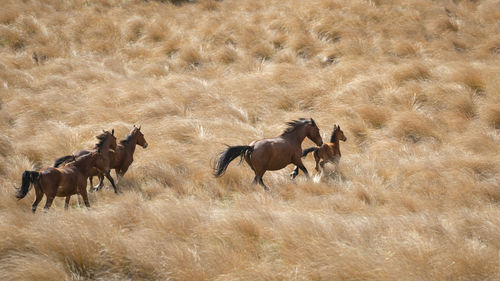 Horses running in a field