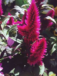 Close-up of red flowers blooming outdoors