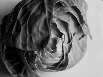 Close-up of rose flower