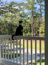 Black cat sitting on a fence