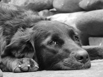 Close-up portrait of dog resting
