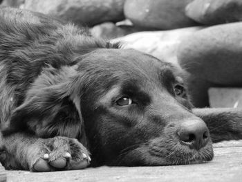 Close-up portrait of dog resting