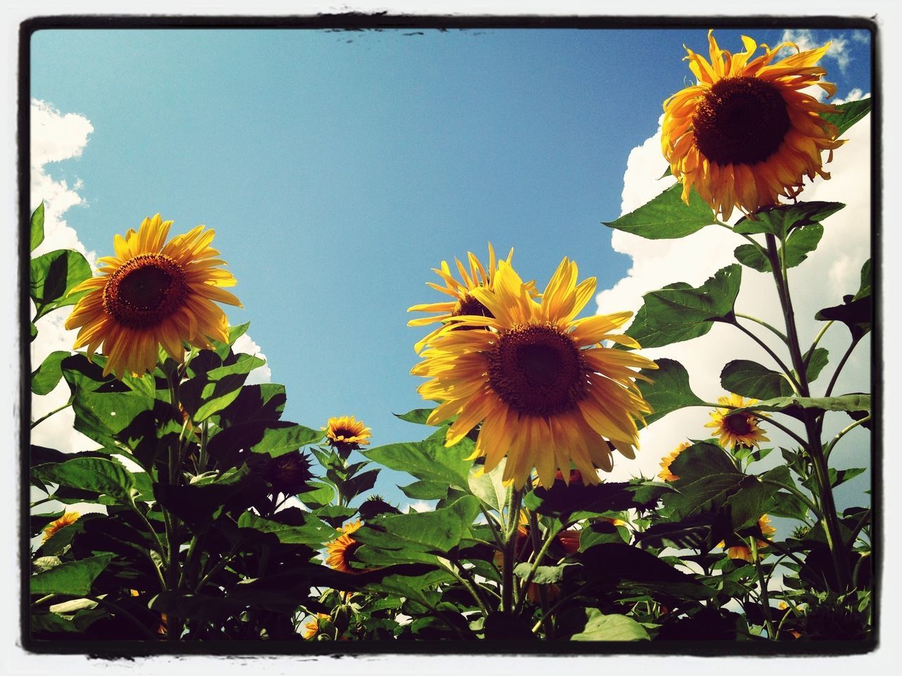 flower, freshness, transfer print, petal, fragility, yellow, flower head, sunflower, growth, beauty in nature, auto post production filter, plant, blooming, nature, pollen, leaf, close-up, in bloom, stem, clear sky