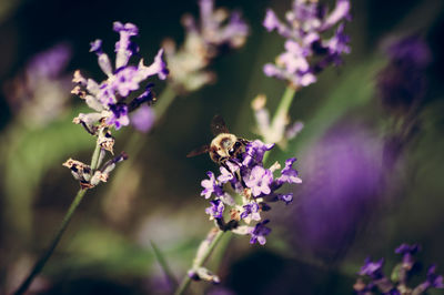 Close-up of bee on purple flowers
