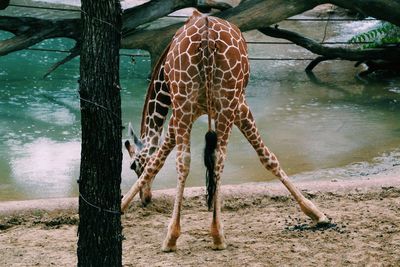 Rear view of giraffe standing on lakeshore