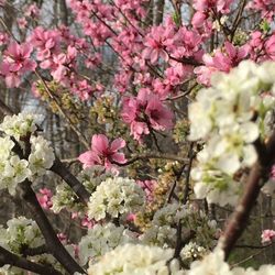 Pink flowers blooming on tree