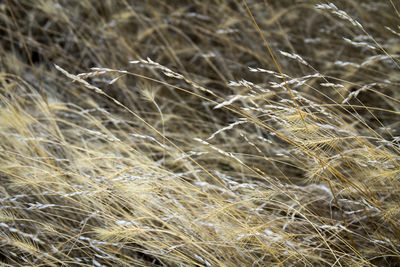 Full frame shot of plants