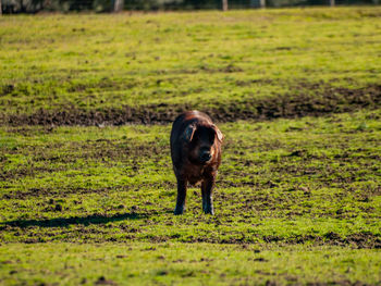 Portrait of horse standing on field