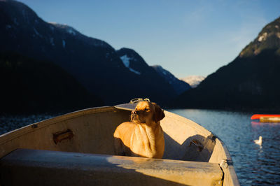 Labrador retriever in boat at sea against mountains during sunset
