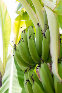 Close-up of green fruits on plant