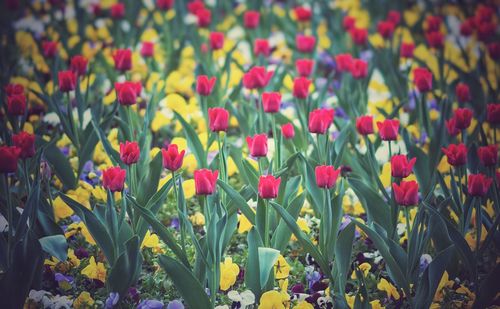 Close-up of multi colored tulips blooming on field