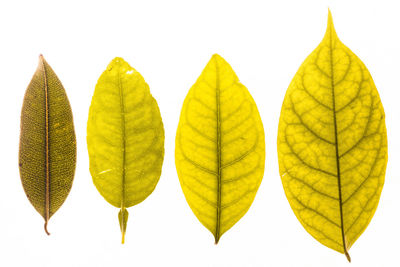 Close-up of leaves against white background