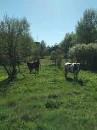 Horses grazing in a field